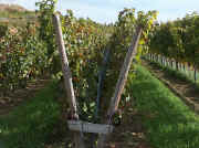 kamptal_lyre2.jpg (65344 bytes)