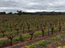 barossa1.jpg (96238 bytes)