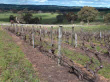 barossa28.jpg (82397 bytes)