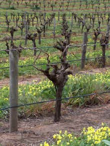 barossa3.jpg (129288 bytes)