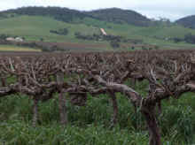 barossa9.jpg (68012 bytes)