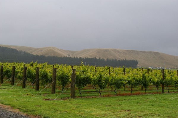 Escarpment Vineyard