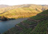 DOURO13MODIFIED.jpg (38308 bytes)