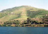 DOURO1_new.jpg (44957 bytes)