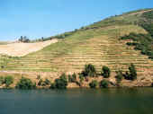 DOURO2.jpg (38551 bytes)