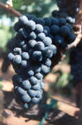 calpetitesirah.jpg (32371 bytes)