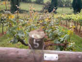 tc7.jpg (41723 bytes)