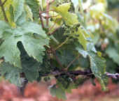 tc9.jpg (36589 bytes)