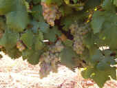 warwick_chardonnay.jpg (41054 bytes)