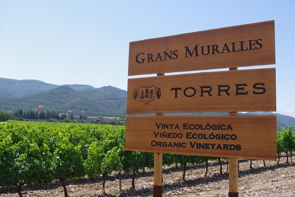 Visiting Torres, an important wine producer in Spain, part 2