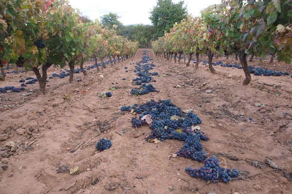 discarded grapes rioja
