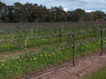 barossa32.jpg (124362 bytes)