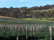 barossa35.jpg (120382 bytes)