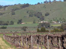 barossa36.jpg (132445 bytes)