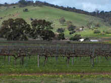 barossa49.jpg (133357 bytes)