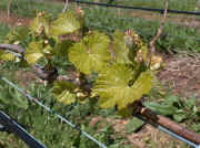 tiers_vineyard_buds_large.jpg (154044 bytes)