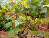 grape close up