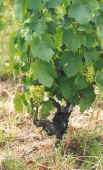 julienas_grapes.jpg (36927 bytes)