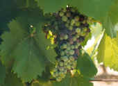 veraison.jpg (16403 bytes)