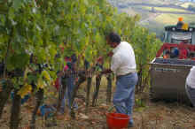 Chianti_031.jpg (81609 bytes)
