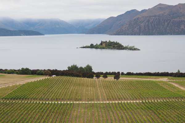 rippon vineyard