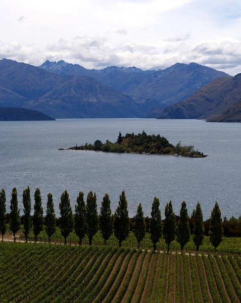 Rippon Vineyard view