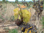 rioja_graciano2.jpg (51140 bytes)