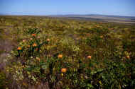 fynbos.JPG (123294 bytes)