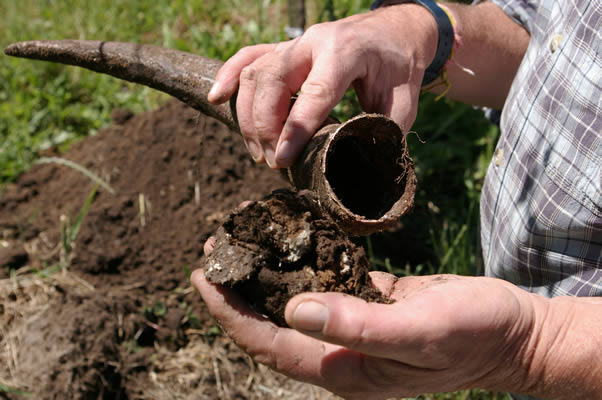 James Millton, a biodynamic wine grower, with a special preparation  that has been buried in a cow's horn in his vineyard