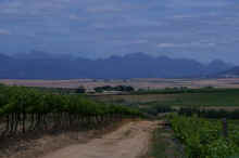 swartland25.JPG (56068 bytes)