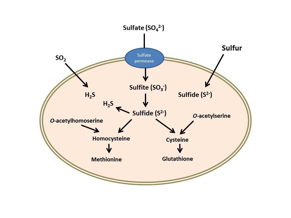 Yeasts and volatile sulfur compounds, a graphic – Jamie Goode's wine blog