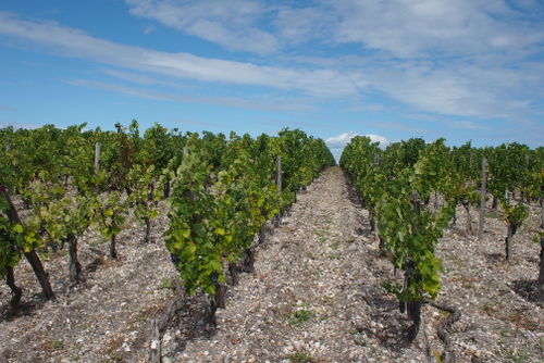 kirwan vineyard
