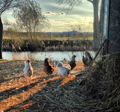 Chickens at Pearl Morissette, a special breed from South Africa