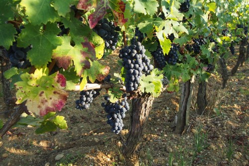 ripeness pick earlier