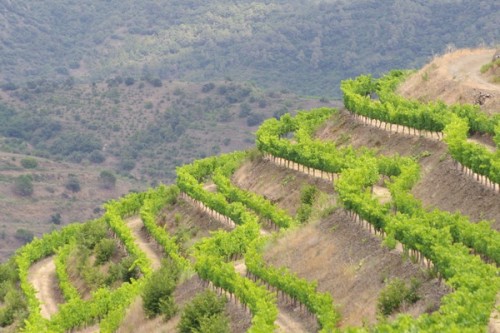 priorat10
