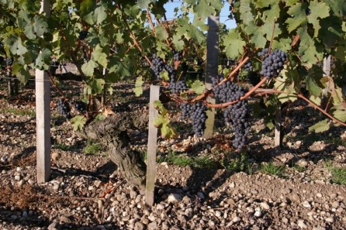 Picture 445 pauillac vineyard