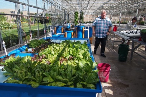 In the greenhouse, Niagara College
