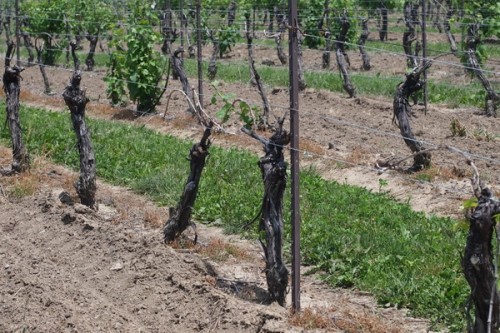 Winter-damaged Sauvignon