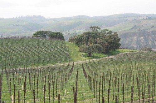 Sanford & Benedict Vineyard, Santa Rita Hills