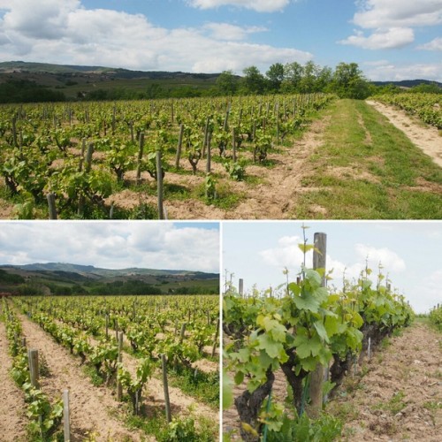 Vineyards at Lapierre, Morgon