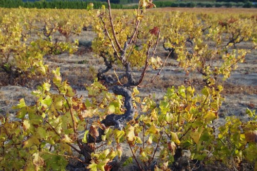 landau du val semillon