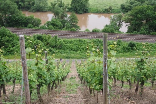 Felsenberg. I had just climbed up this row of vines