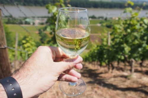 Drinking the wine in the vineyard it came from