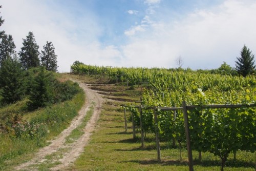 1978 plantings of Clone 21B Riesling