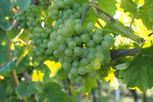 Pinot Blanc