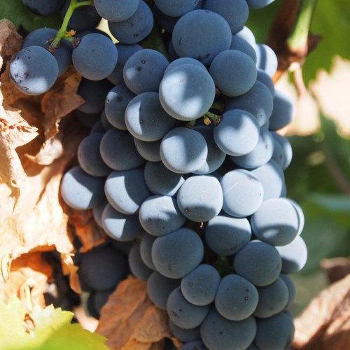 Cabernet Sauvignon can do pretty well in the region