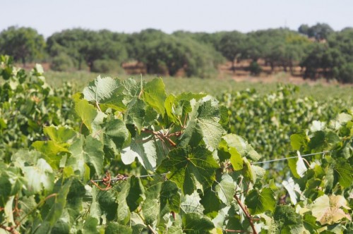alentejovineyard