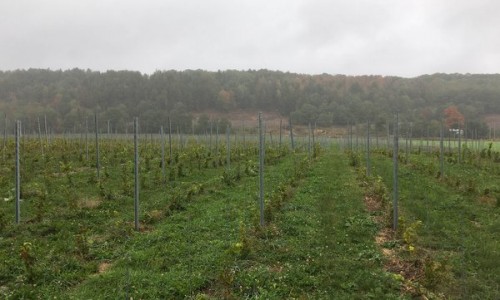 New high-density plantings 