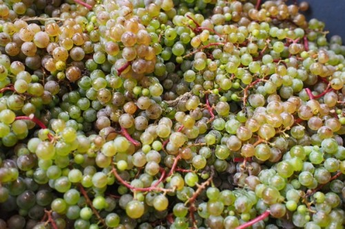 L'Acadie Blanc with its distinctive red stems