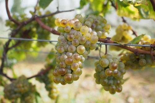 Perfect looking Chardonnay clusters. So much flavour. Good acid. Low potential alcohol.